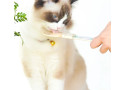 cat-feeding-spoon-small-0