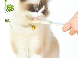 cat-feeding-spoon