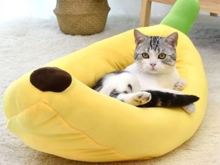 cat-banana-bed